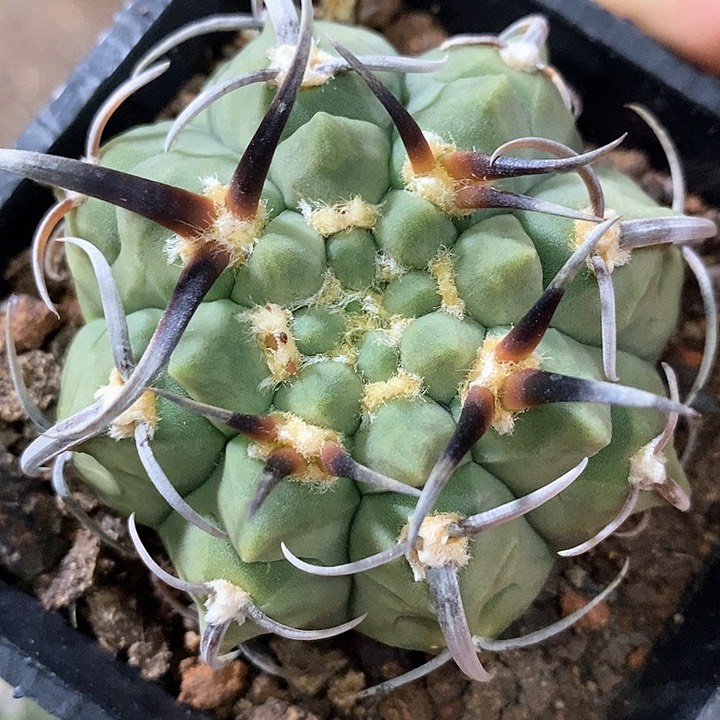 孤品实生顶级粗刺曲刺三枪玉6.1cm