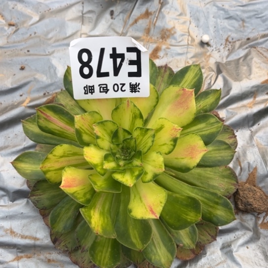 木***磊478知否法师不包断枝