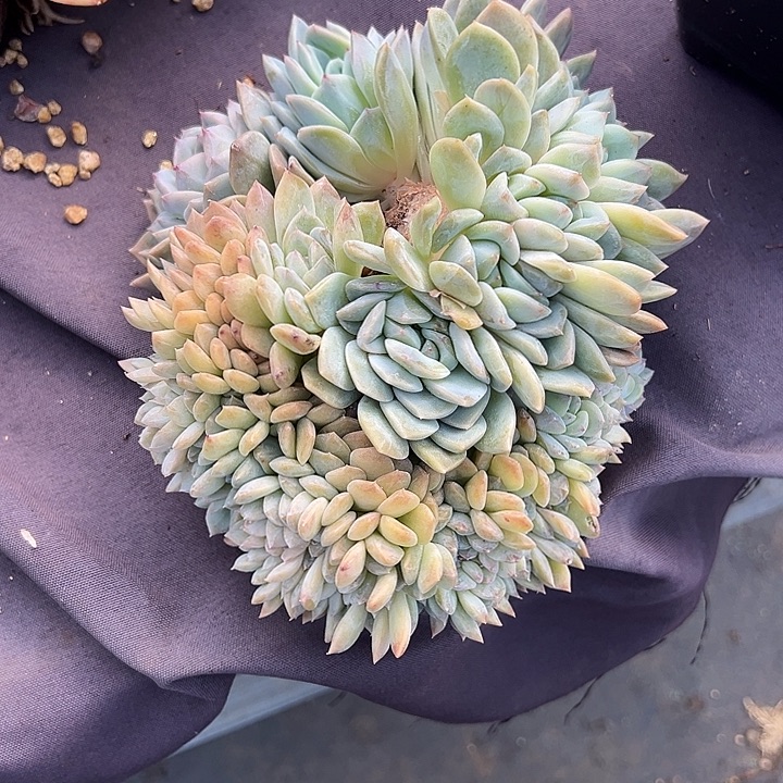 原***呀冰魄缀化多肉植物