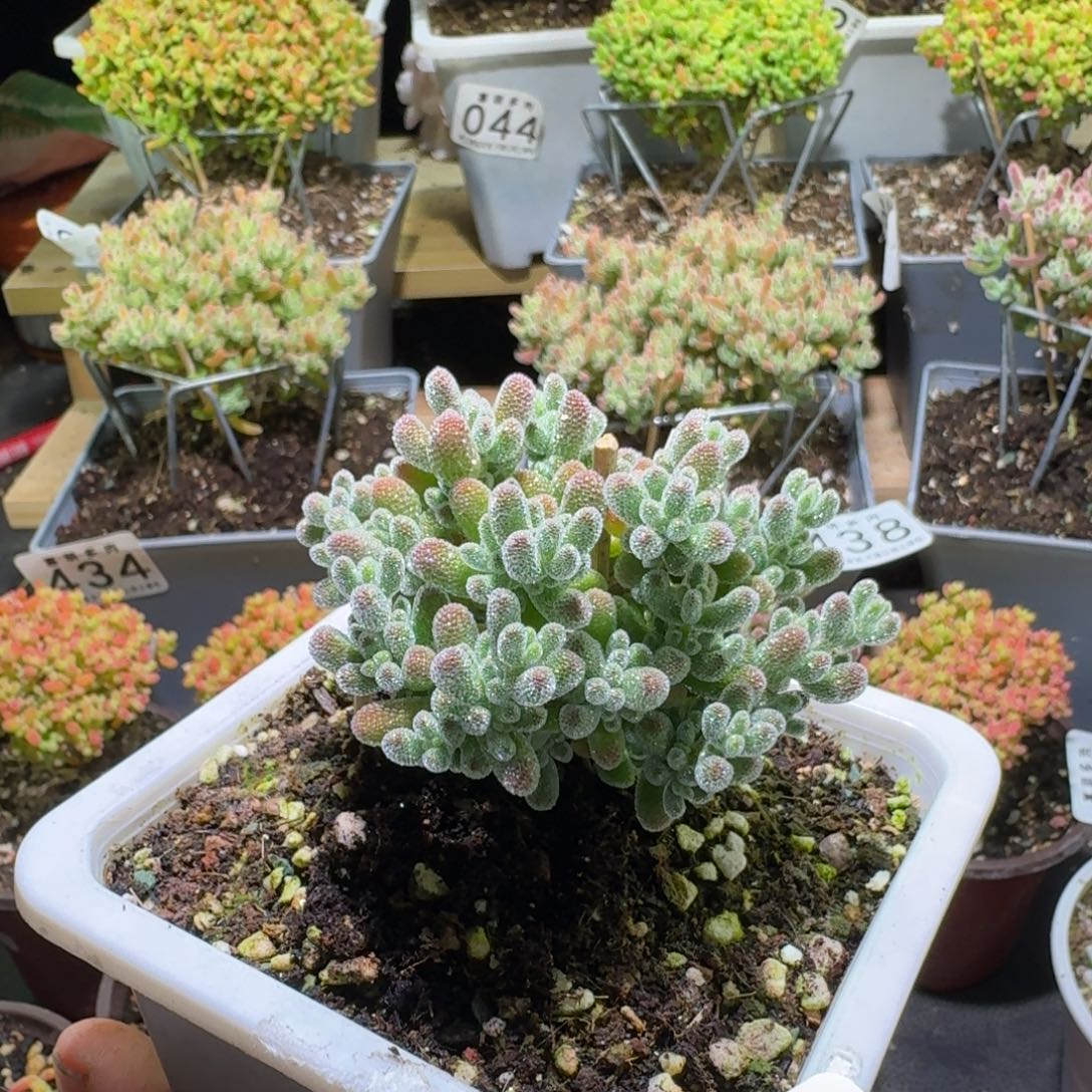 枝干番杏五彩色冰晶422