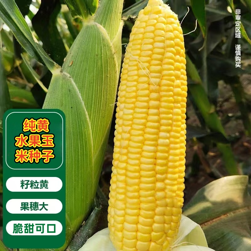 黄水果玉米种子（厂家直销），可大面积种，阳台盆栽四季蔬菜玉米种子