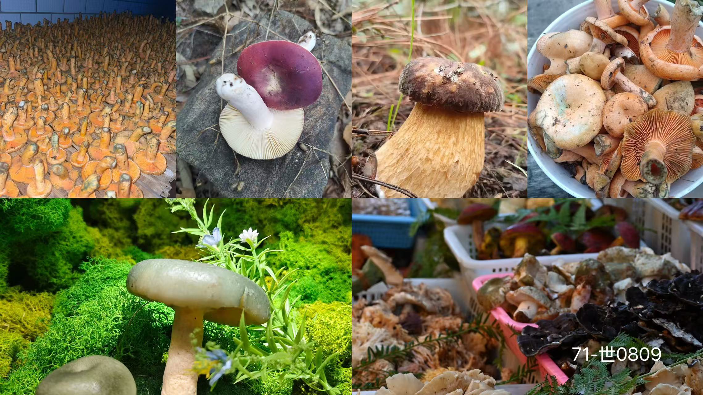 《71》龙腾专属土特产羊肚菌0.8x108-世0809-42g