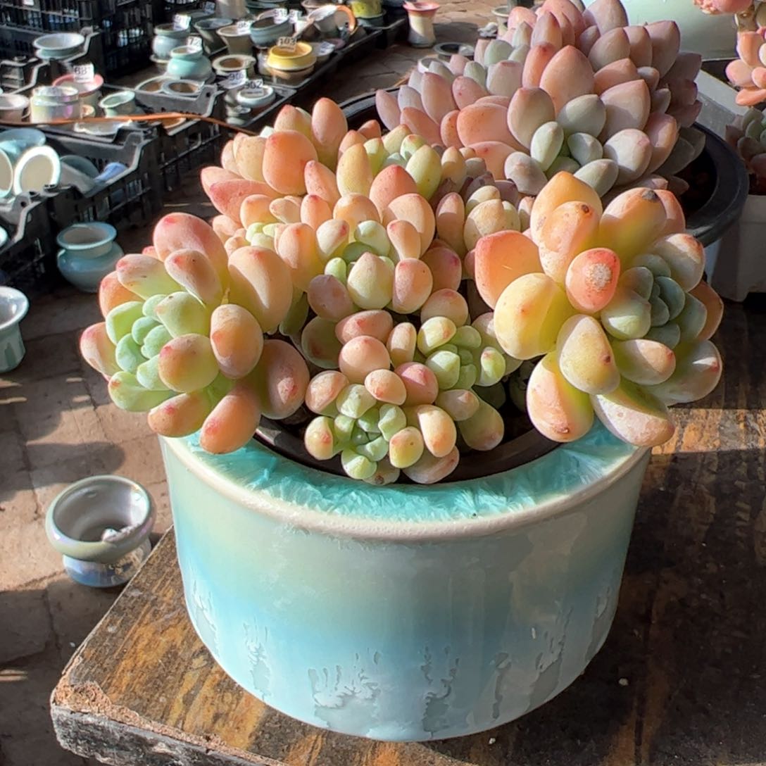 新疆包邮 罗琦带盆