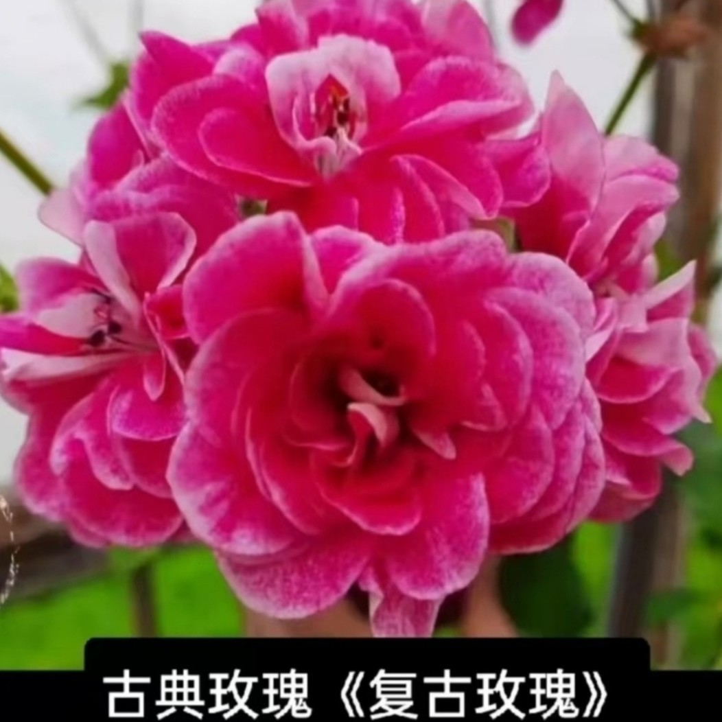 垂吊天竺葵古典玫瑰带花苞勤花包对版