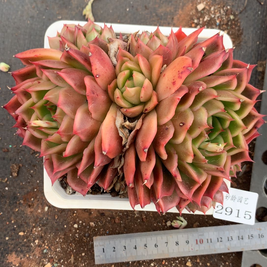 蛋*2915杂交精品基地16厘米