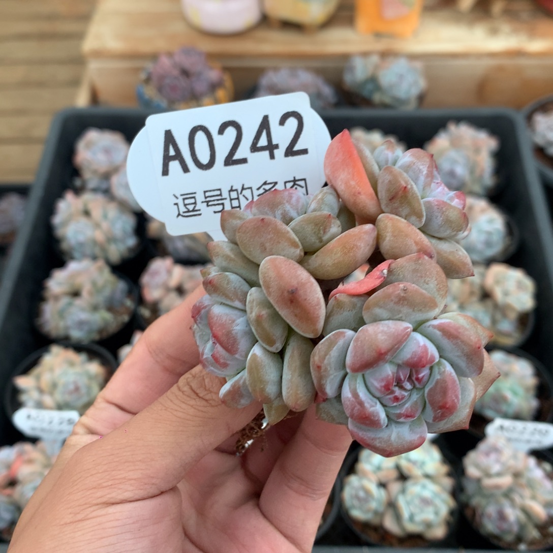 冬***冬A0242 突尼斯小树 有砍 8cm