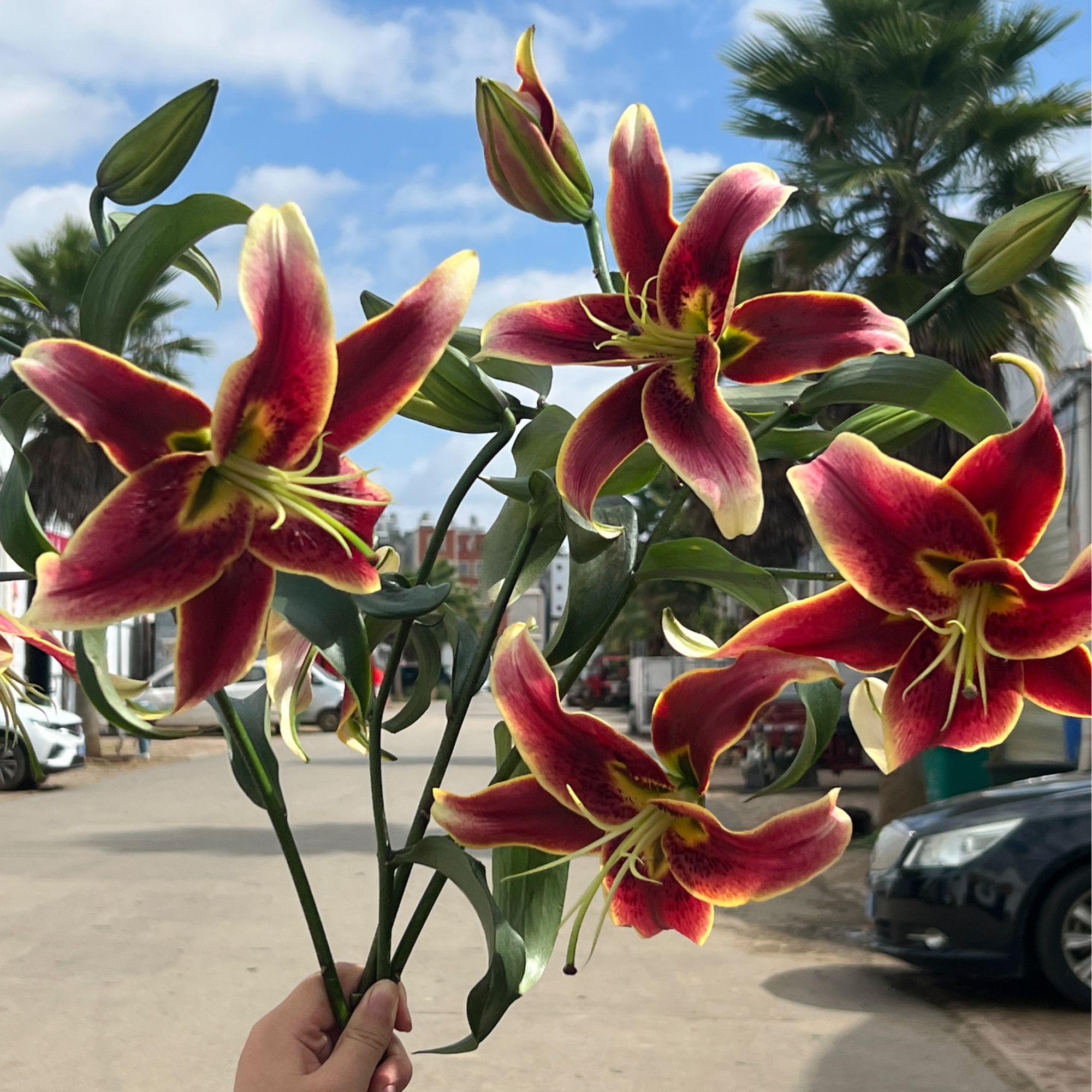 【天鹅绒之吻百合】云南基地直发百合花鲜花插水养百合室内鲜切花