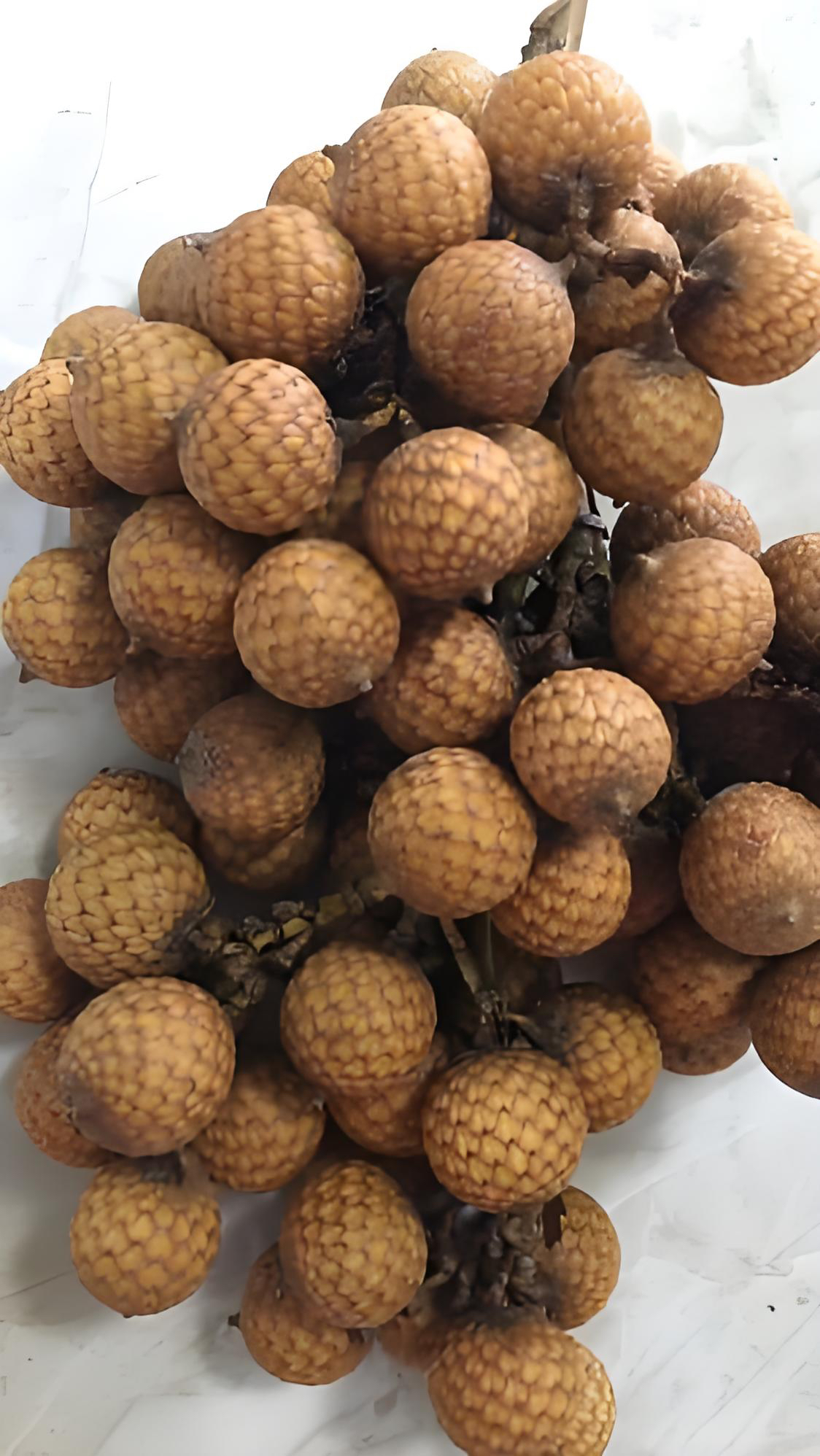 星月菩提专拍链接