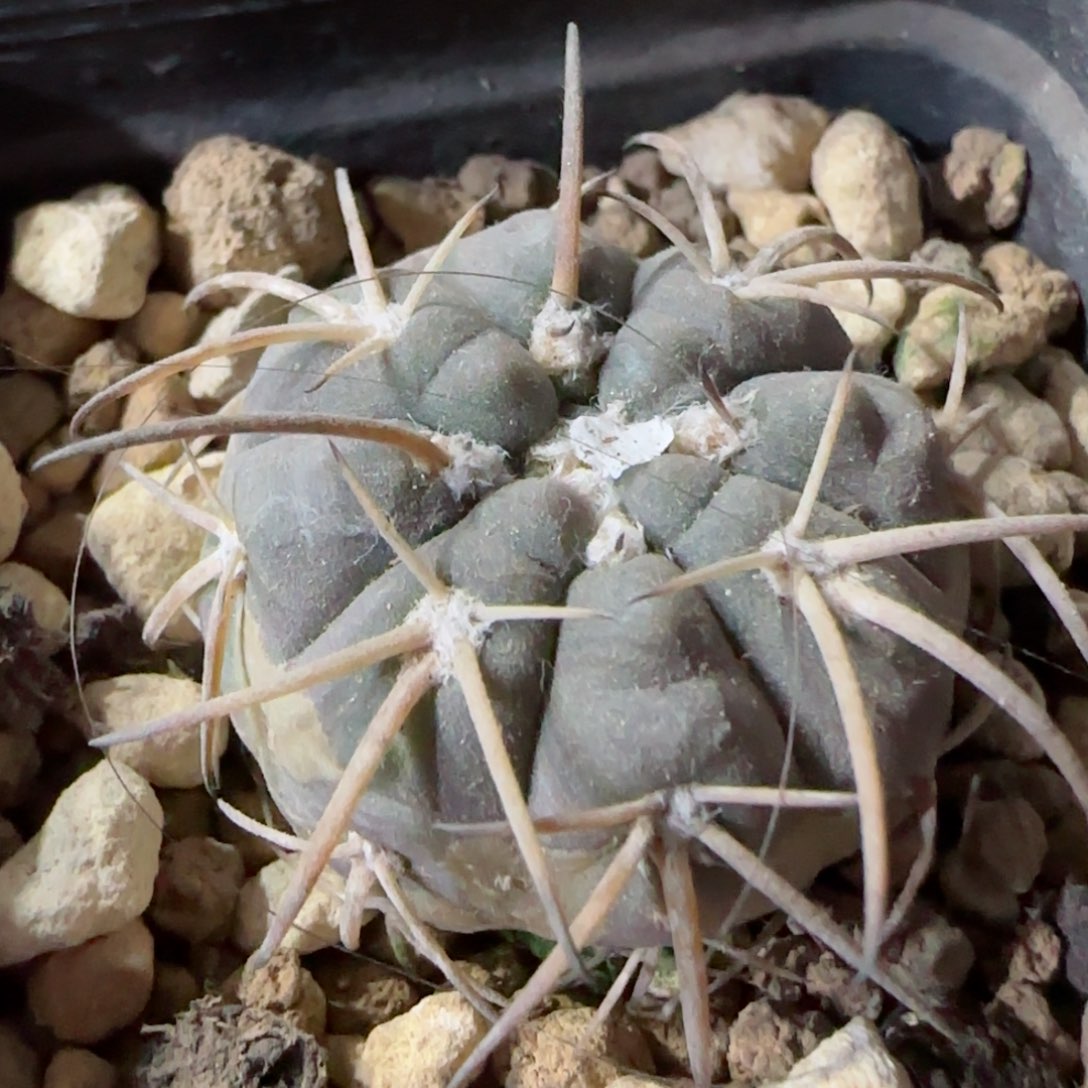 实生战损九刺天平多肉