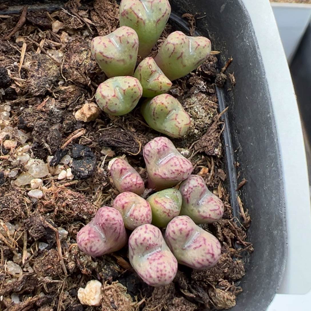 1.17好看的多肉416