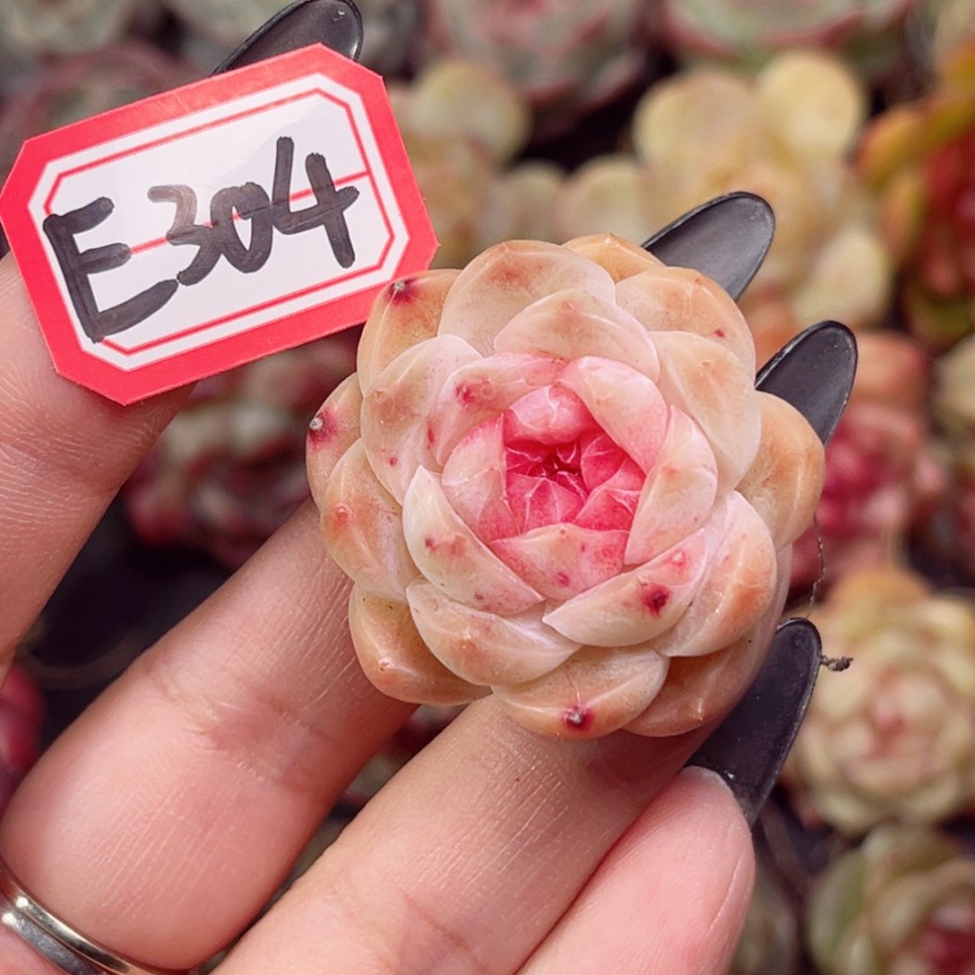 透*子E304 一物一拍 孤品珍妮