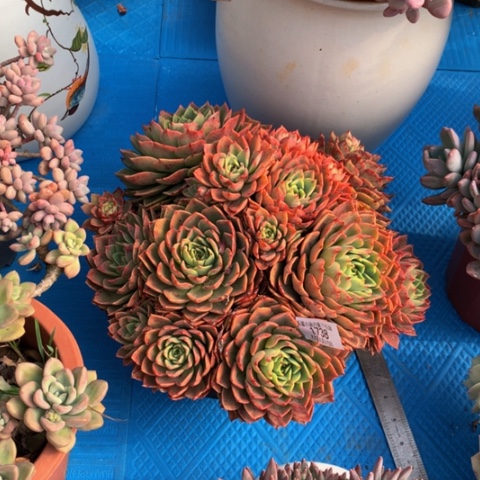 小***红1738贝拉多娜多肉