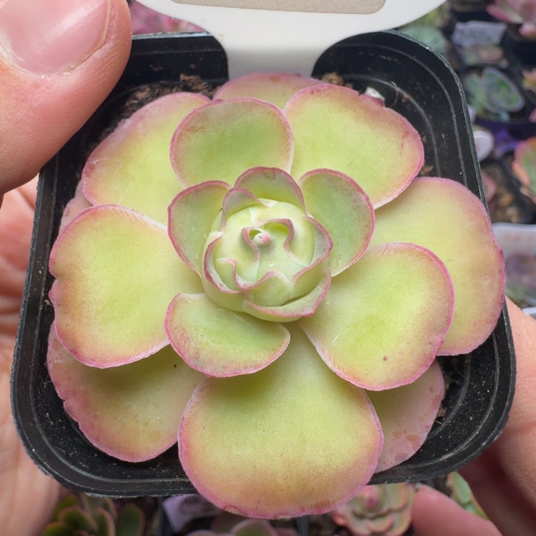 楹楹-29-冠幅  5Cm