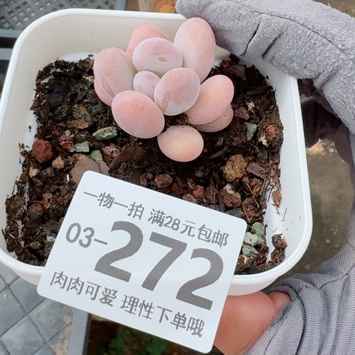橙奶多肉无盆土发货多