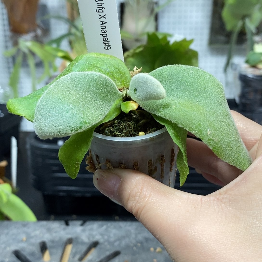 无花朵雷电hfgXa9鹿角蕨