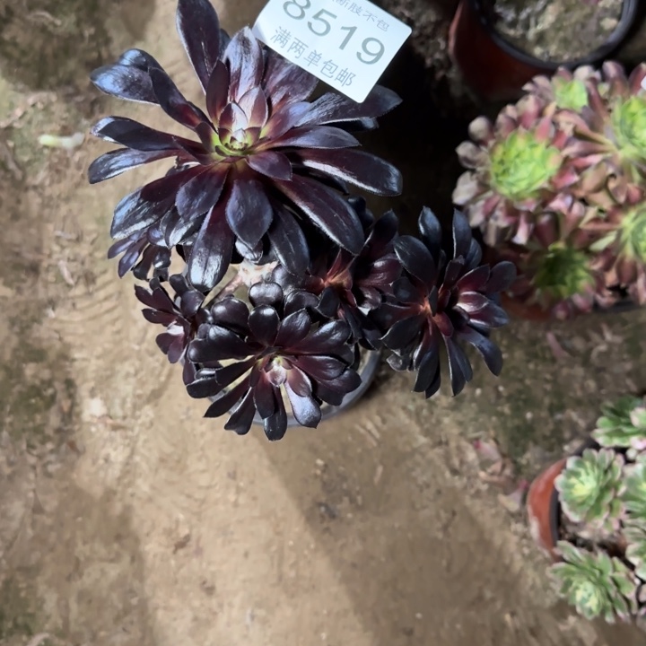 8519黑法多肉植物