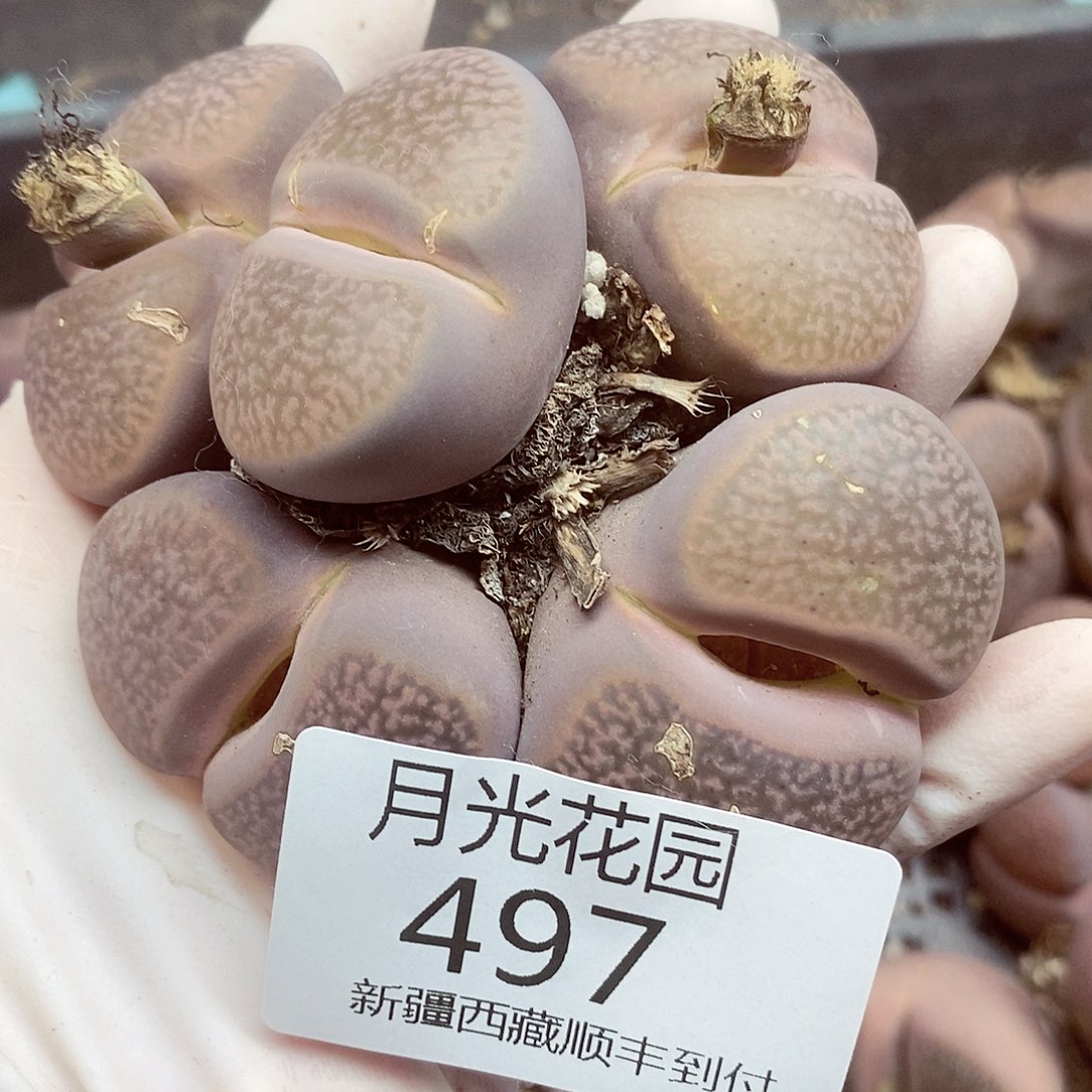 是****。我会把他给她最珍贵的497