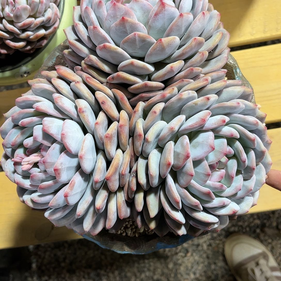 寄养链接的肉肉的