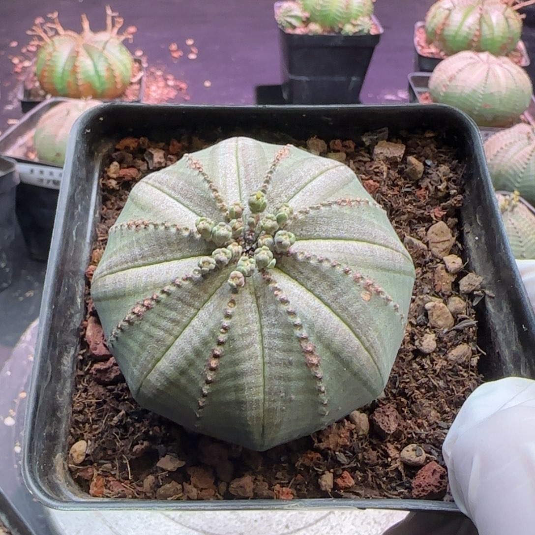 欧系布纹球，实生园艺，带盆发货，56号