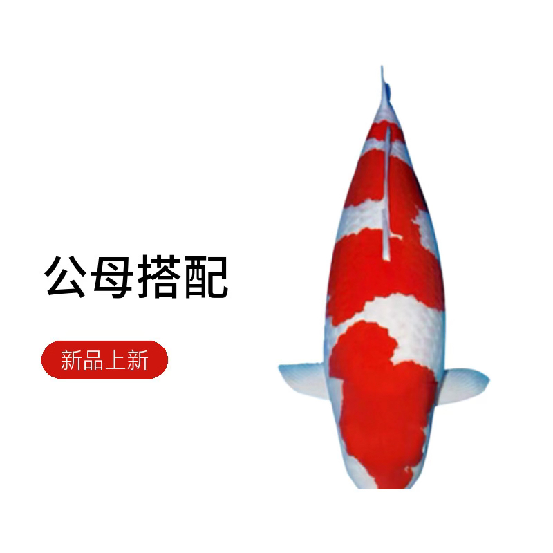 好养耐活的锦鲤观赏鱼冷水鱼活体