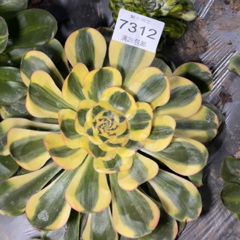 王妃多肉多肉7312