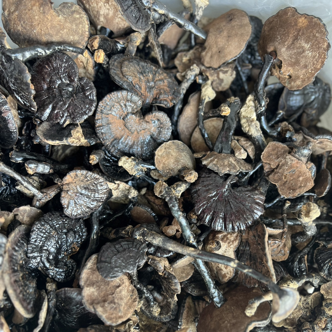 贵州省大森林月亮山纯天然黑，紫小朵野生灵芝