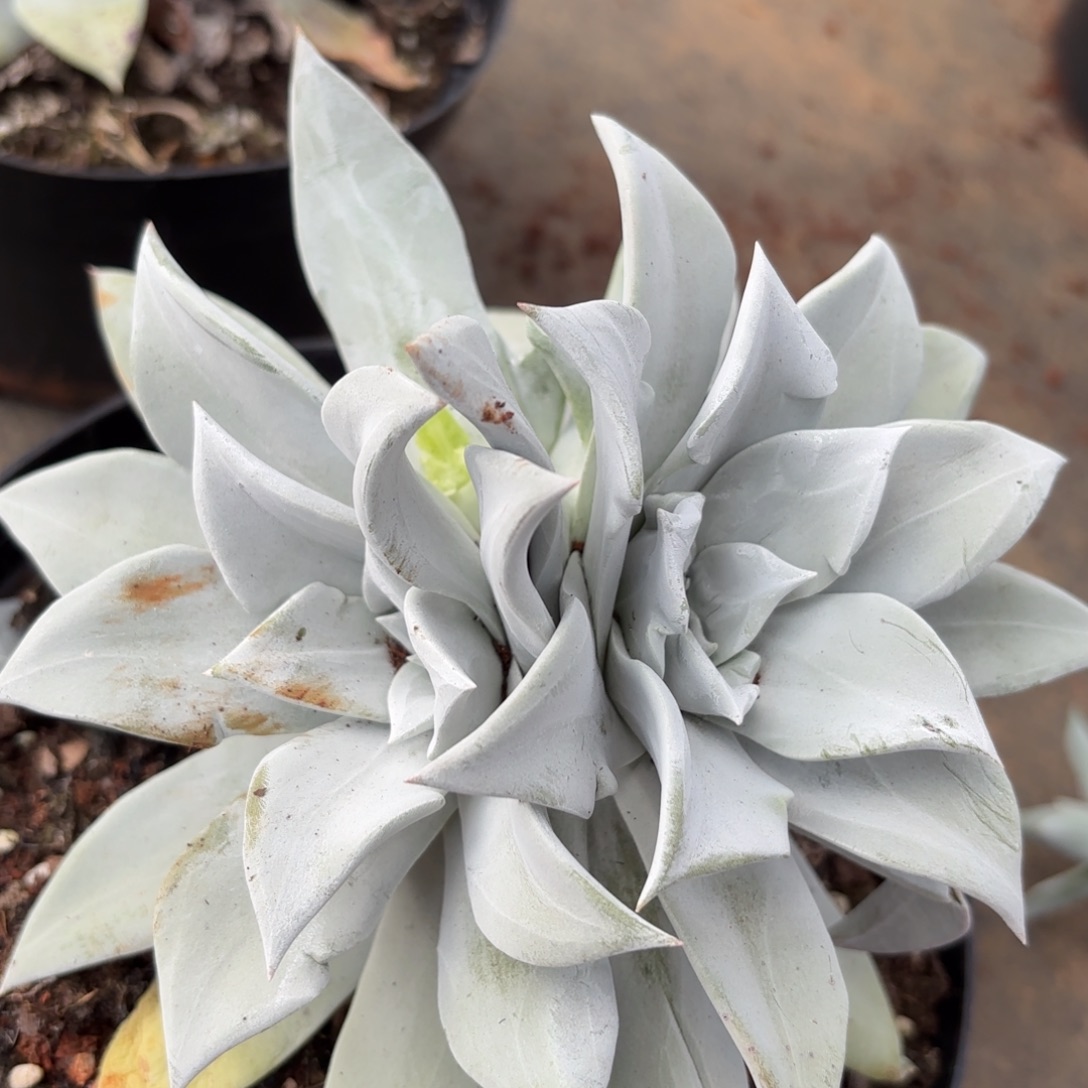 王***๑大圆叶杂，仙女杯多肉