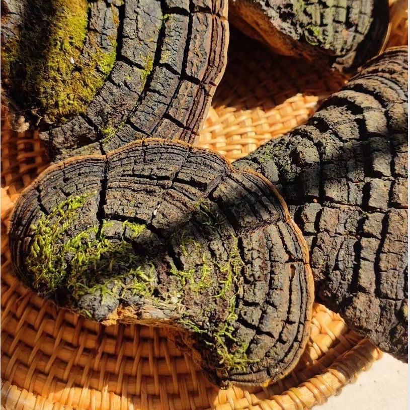 深山正宗纯天然桑树桑黄整枝切片可泡酒煮水