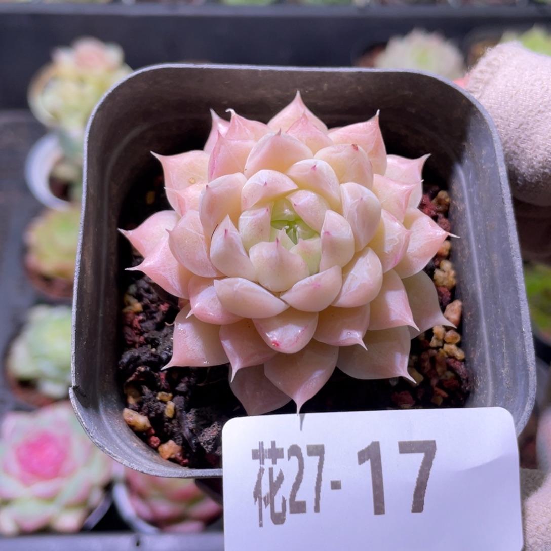 花利美27-17清浅女王