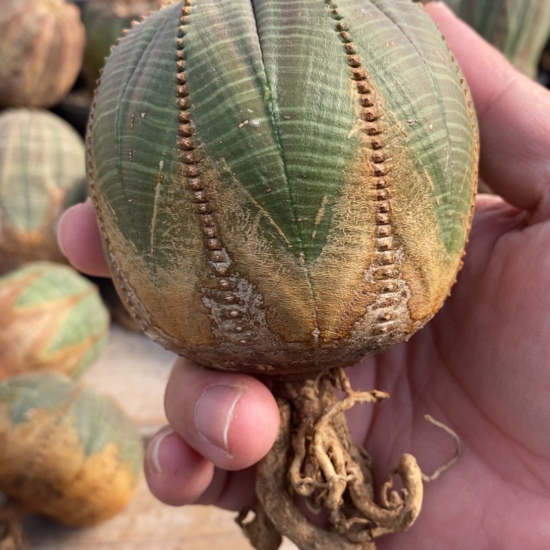 班***班欧系布纹球一物一拍