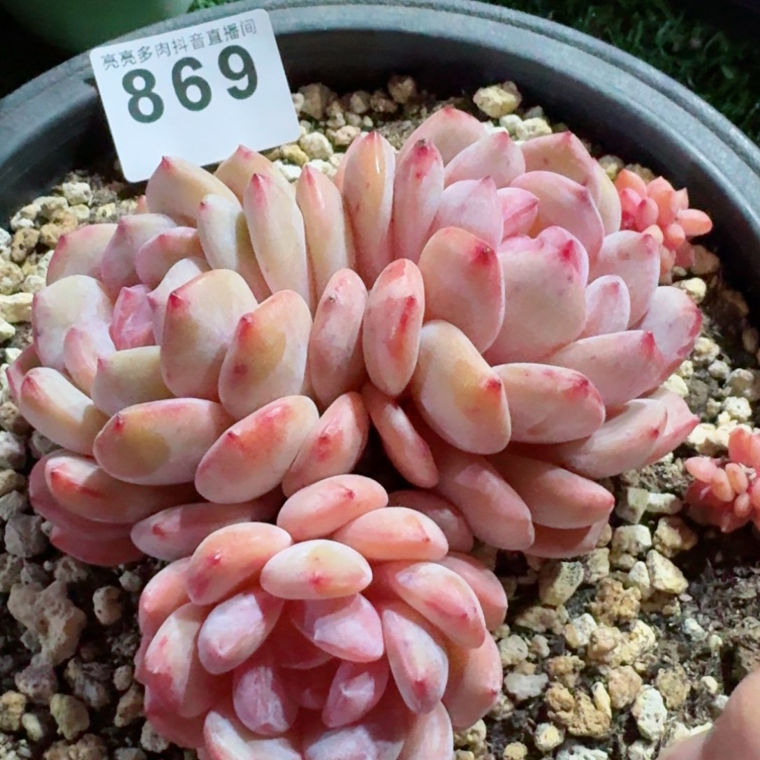 星影群生         精品多肉