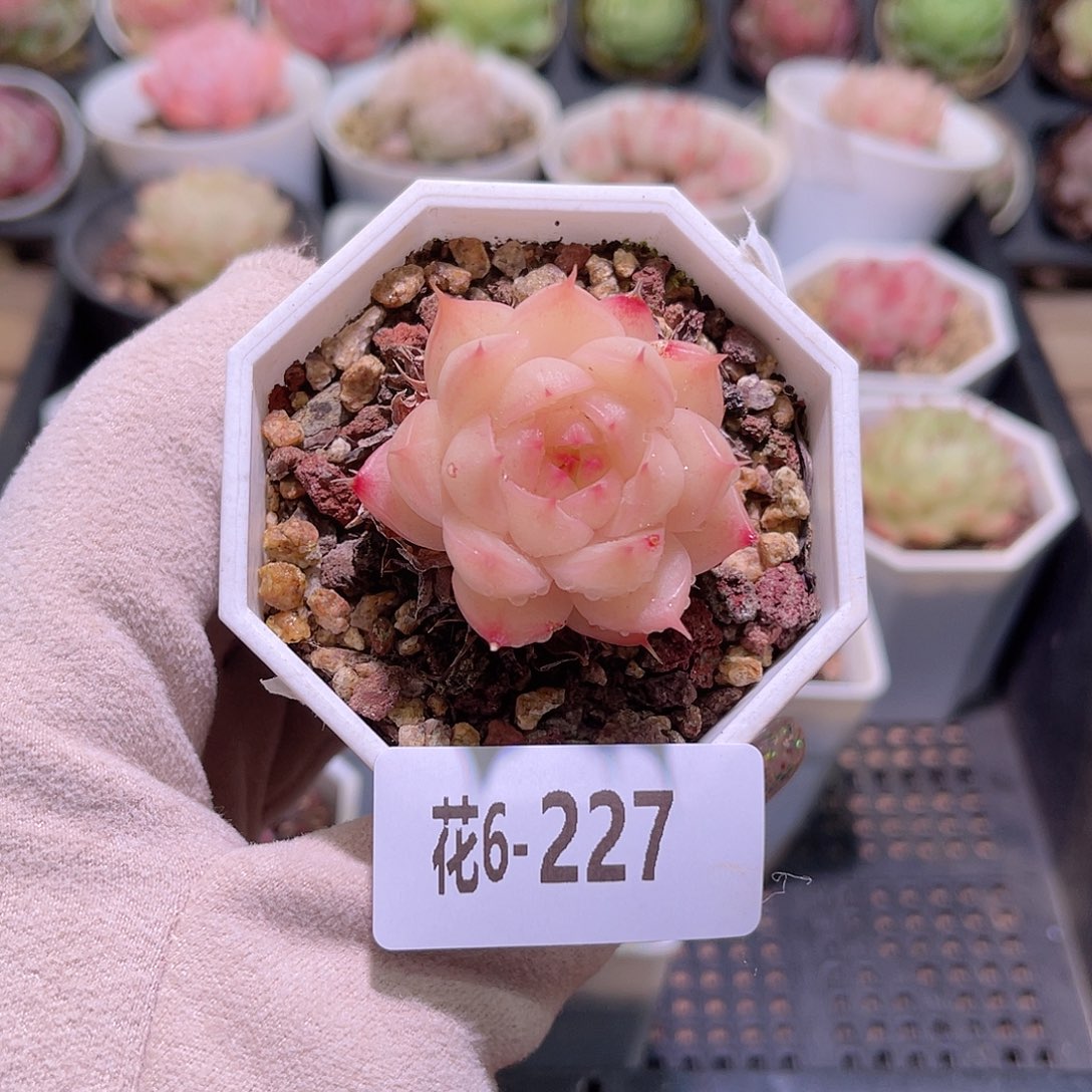 花利美6-227海王