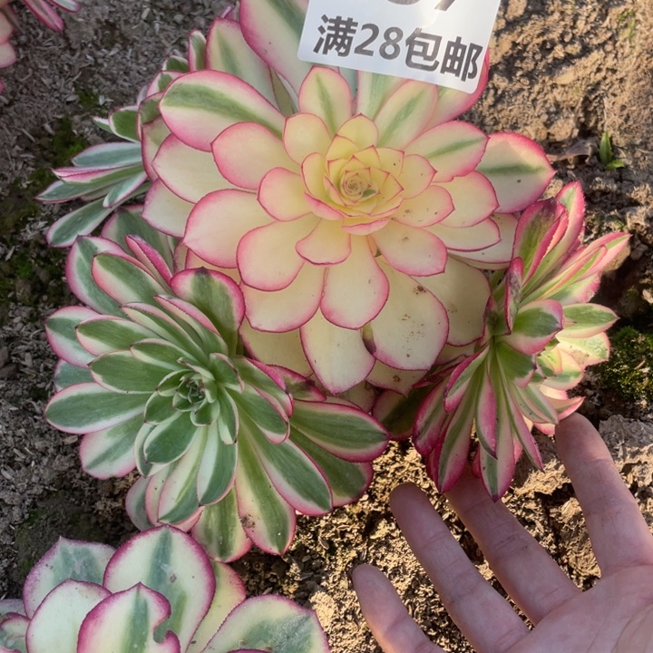 857倾城多肉植物二号㺱L