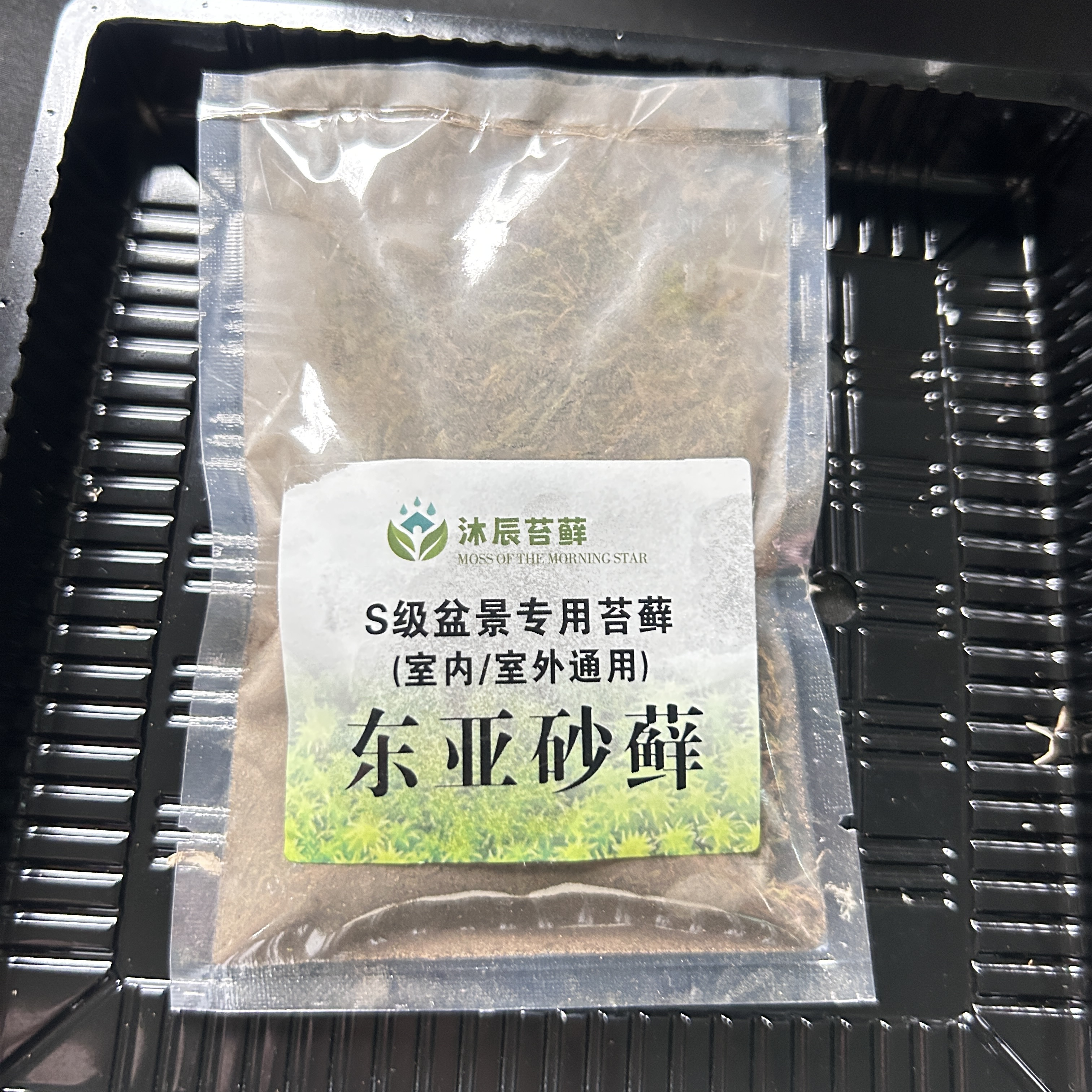 吸水石盆景盆栽假山微景观苔藓种子包发芽四季鲜活青苔绿植