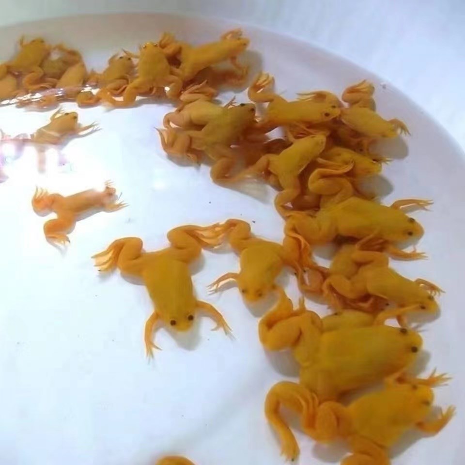  金蛙活体好养淡水观赏金蟾宠物蛙招财蛙小金蛙龙鱼饲料蛙