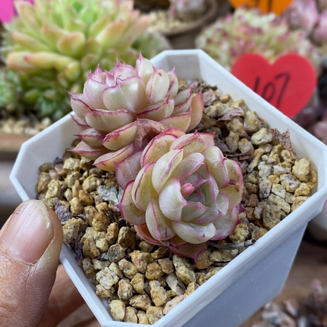 精品多肉一物一拍不包整15