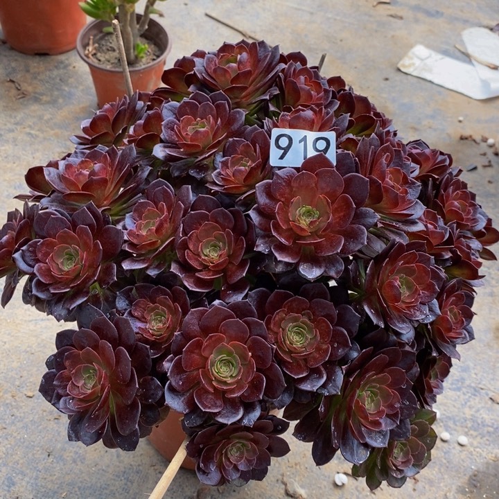 919 赤炎链法师丛林