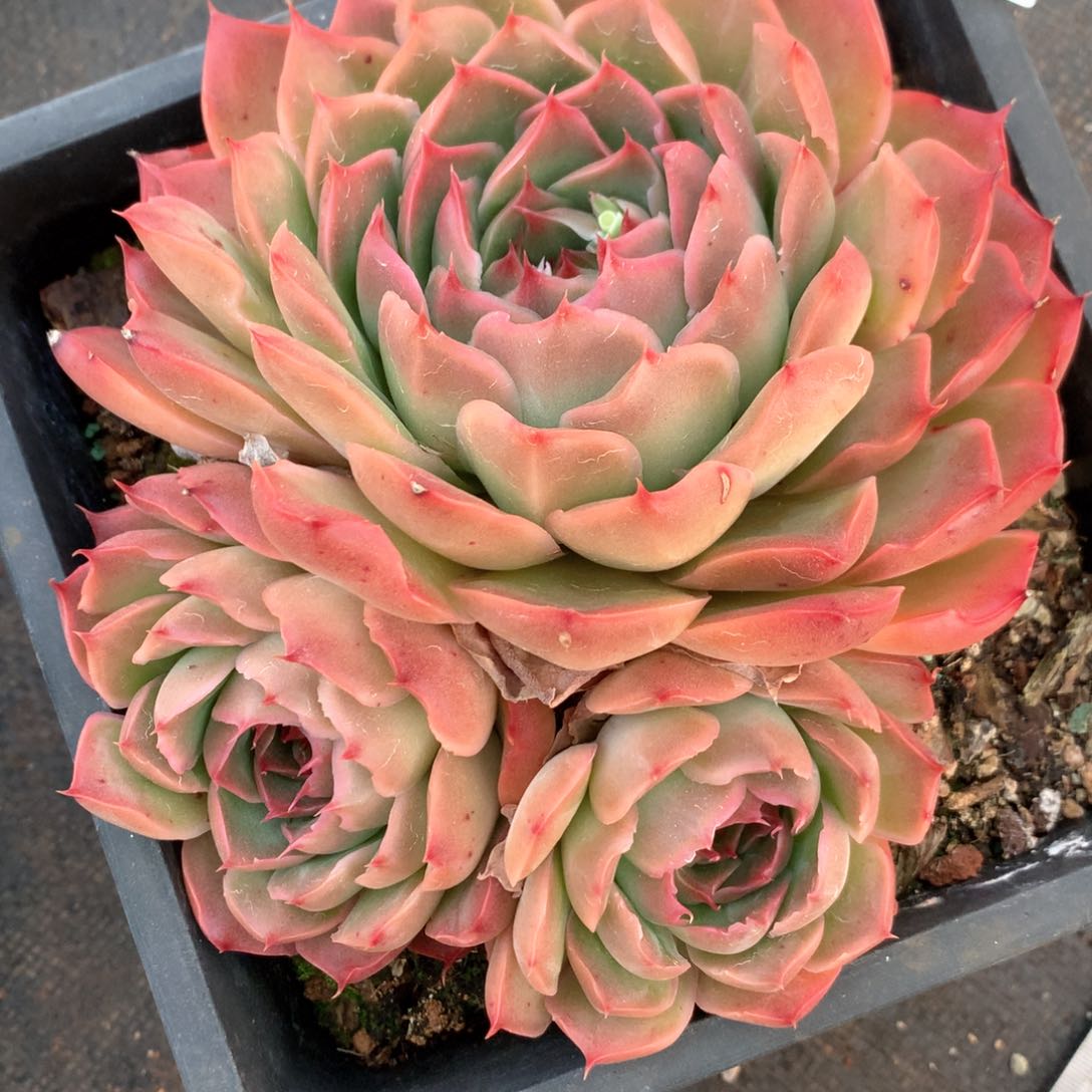 7012不包整散掉头不售后