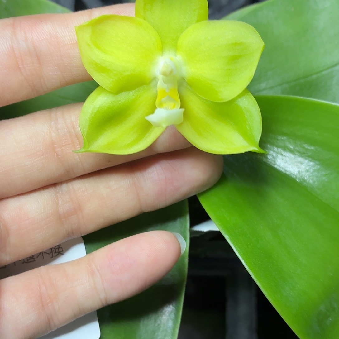 当前无花朵，栽培后可花朵A1096