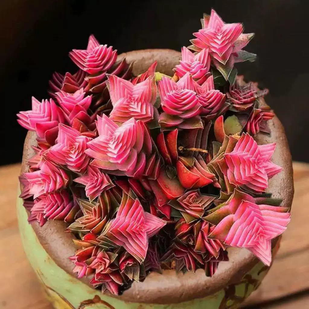 茜之塔群生多头多肉植物办公桌面迷你绿植盆栽花卉