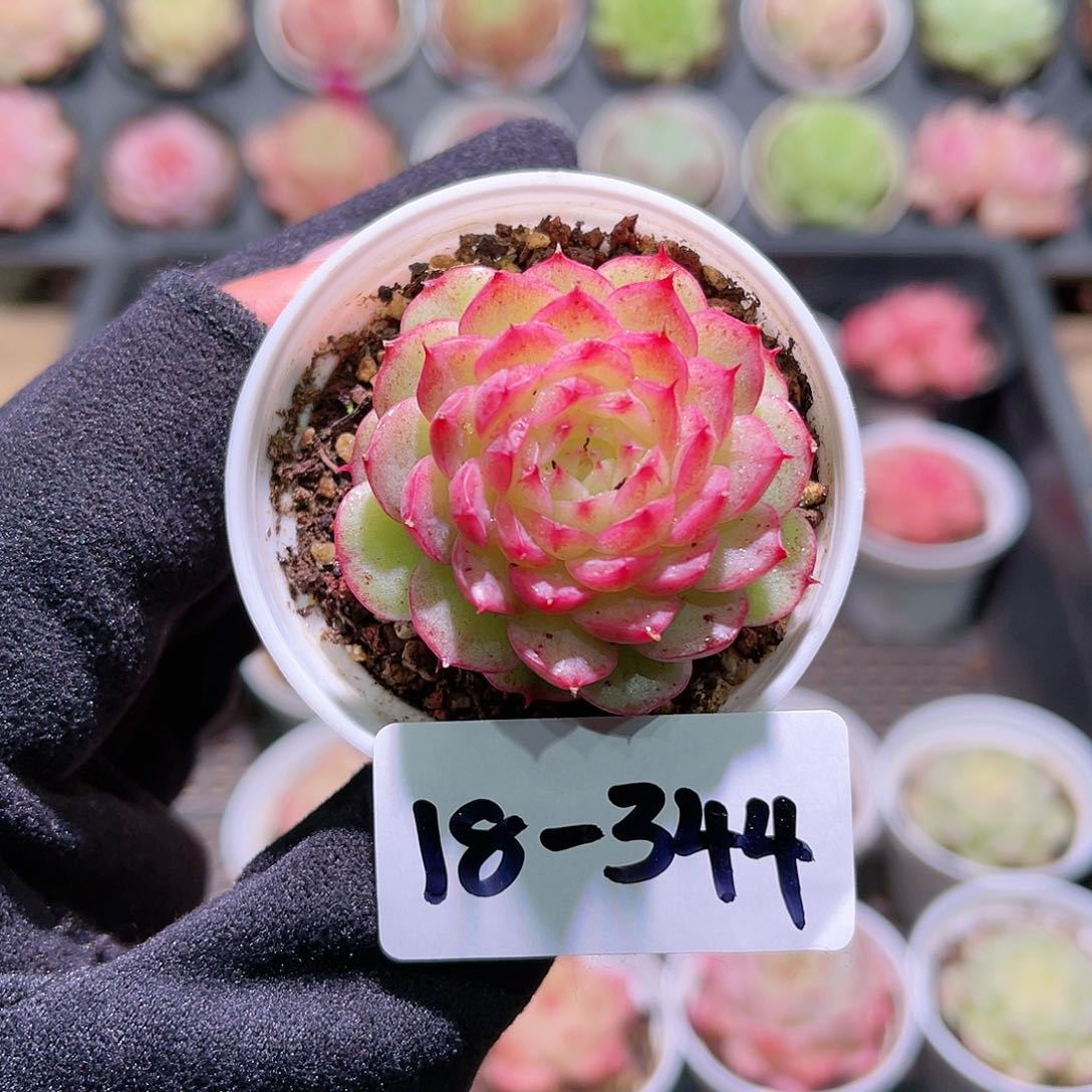 花利美18-344新品