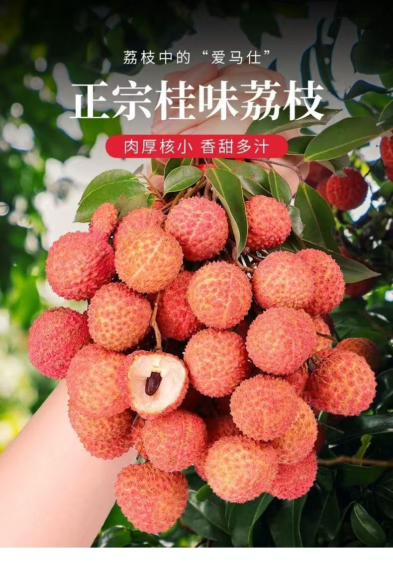 【现货现发】广东岭南老树桂味荔枝新鲜水果肉厚核小多汁10斤装