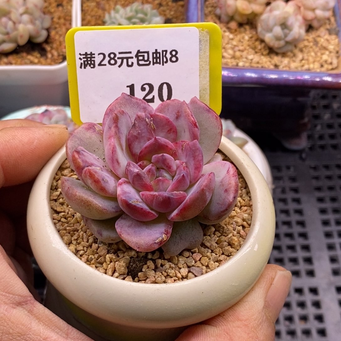 8120糖心拉丝锦多肉植物