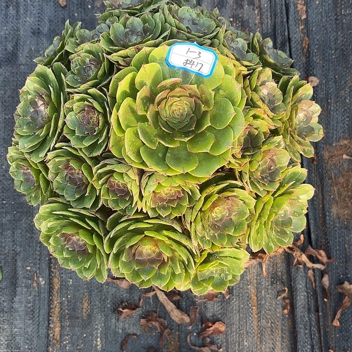 万拉丝多肉法师不包损17