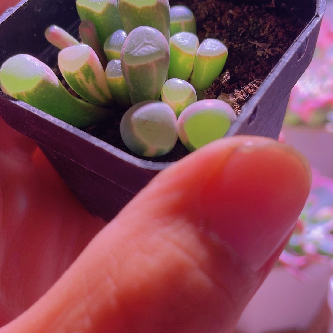 五十玲玉进特价一颗