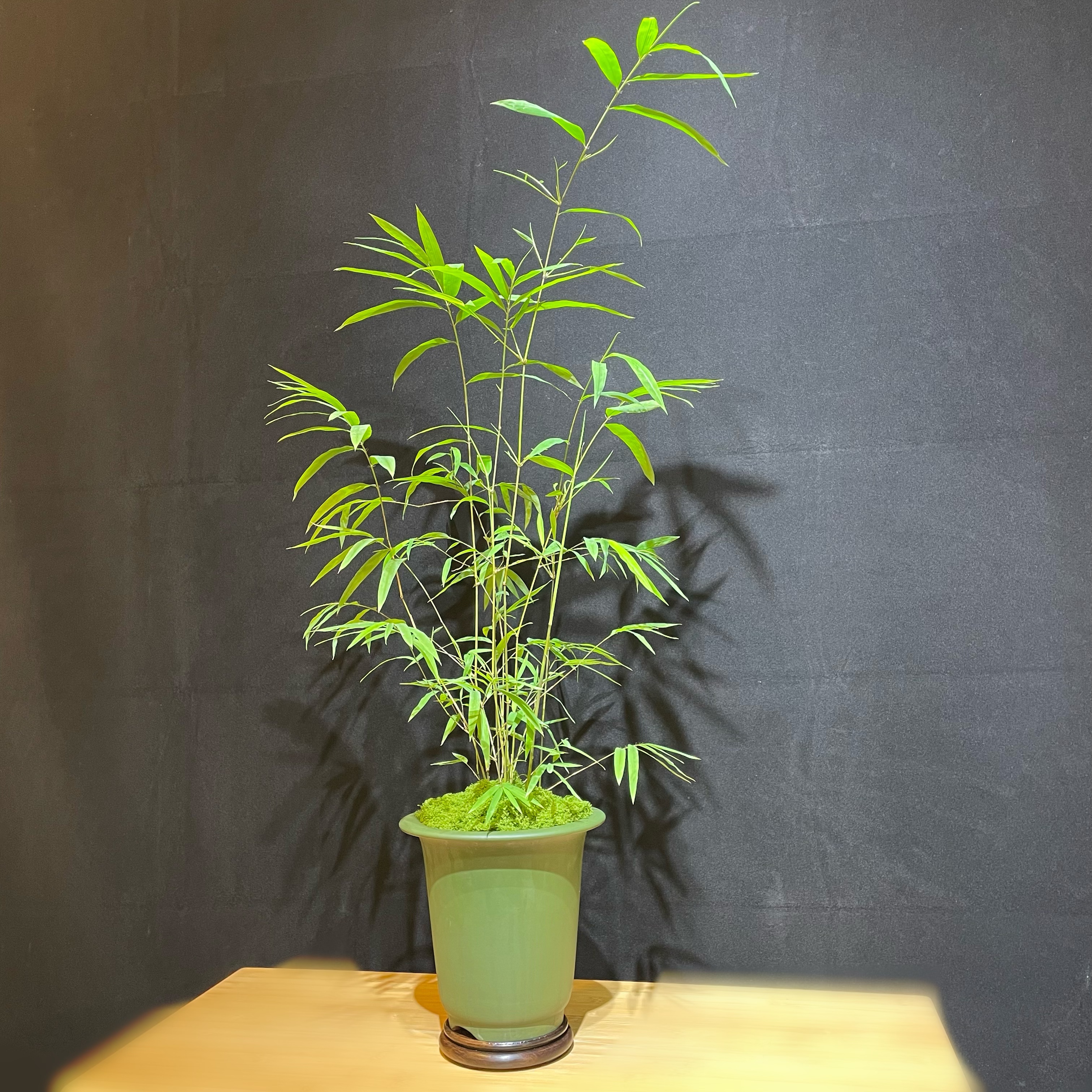 【绿氧】/绿景 京东发货/室内桌面盆栽茶室茶空间中式盆景