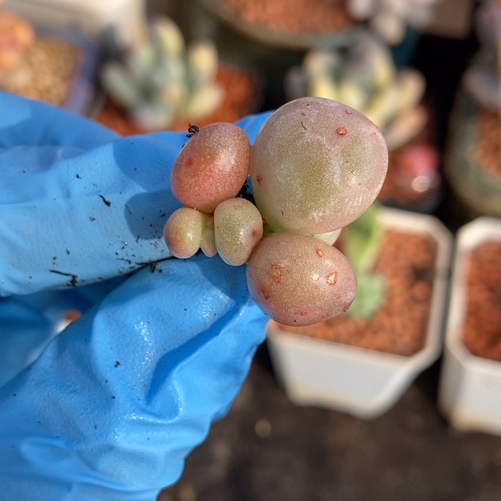 米可奶酪锦多肉植物