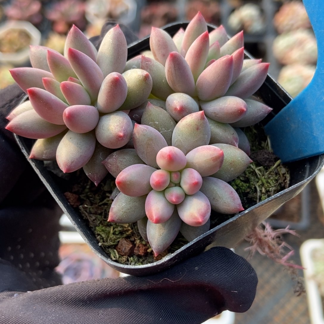 856虞美人多肉植物保护