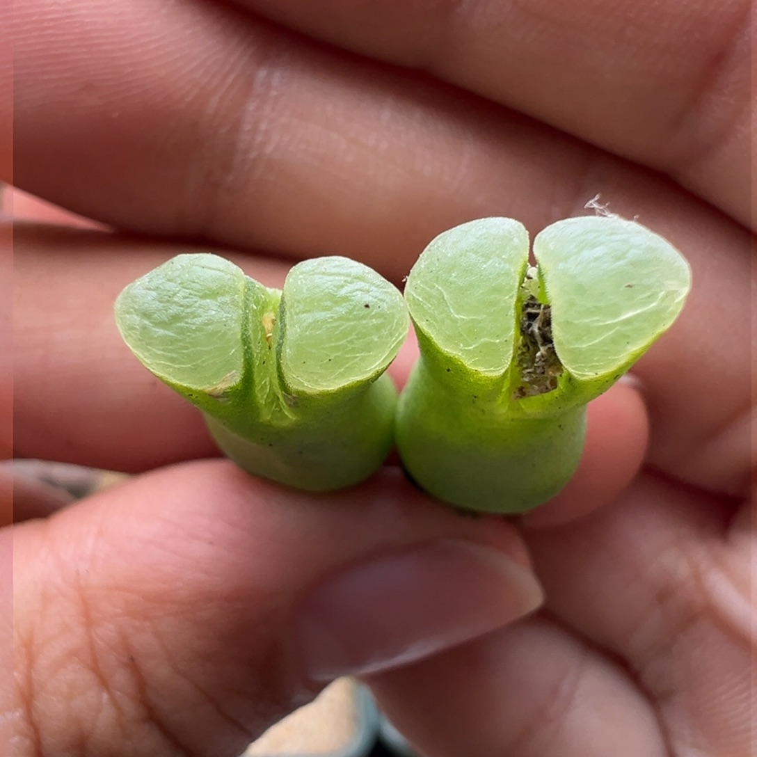 171。1802.8优选大肚子烧粉佛肚极窗两颗