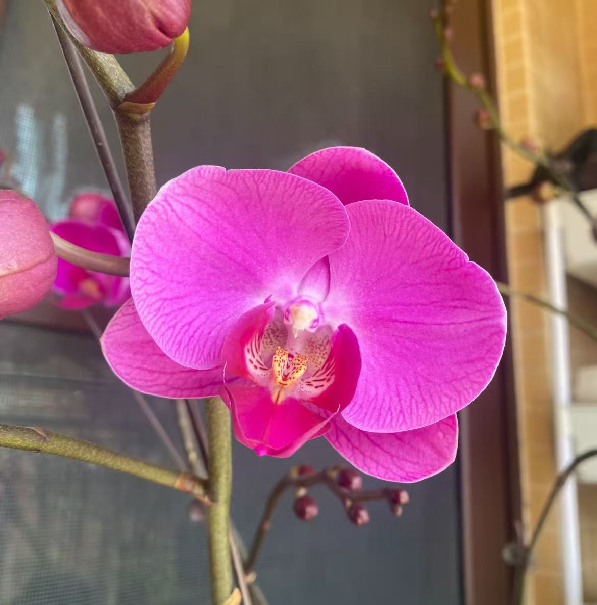 蝴蝶兰【好运来】红色大花 室内花花 广州基地直发